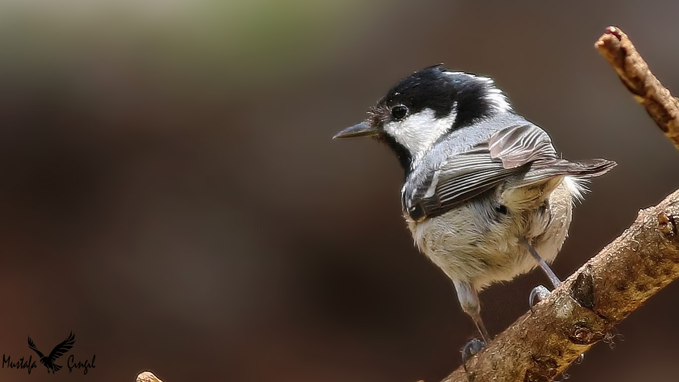 Coal Tit